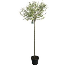 Weißbunte Weide FloraSelf Salix integra "Hakuro Nishiki" Halbstamm 125 cm H 150-175 cm Co 18 L