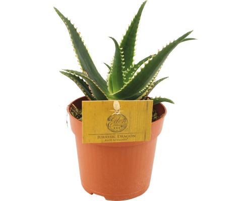 stachelige Aloe FloraSelf Aloe aculeata H 15-20 cm Ø 10,5 cm Topf