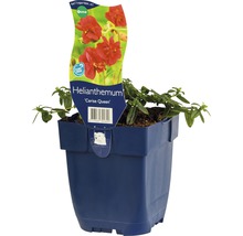 Sonnenröschen ''Cerise Queen'' im Topf
