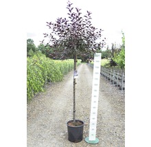 Zwerg-Blutpflaume FloraSelf Prunus cistena Halbstamm 125 cm H 150-175 cm Co 18 L