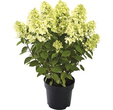 Rispenhortensie im Topf