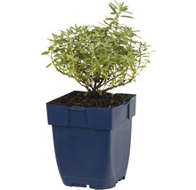 Estragon Pflanze im Topf