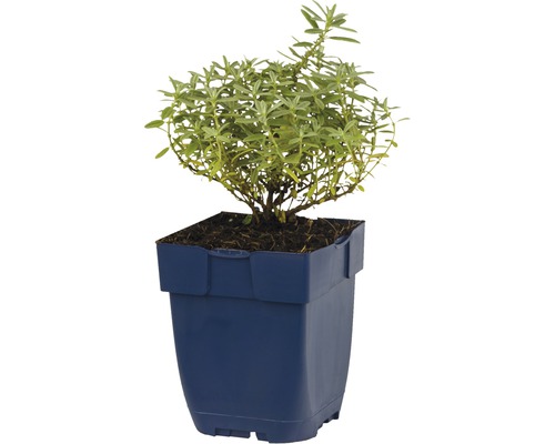 Estragon Pflanze im Topf