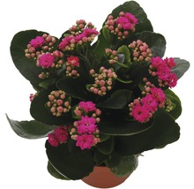 Kalanchoe Pflanze im Topf mit pinkfarbenen Blüten