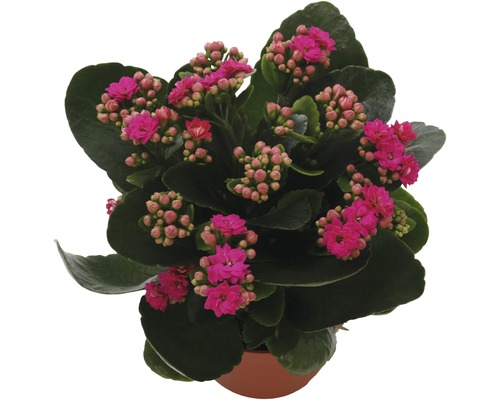 Kalanchoe Pflanze im Topf mit pinkfarbenen Blüten