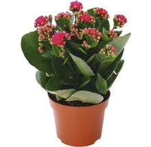 Flammendes Käthchen im Topf