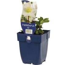 Christrose FloraSelf Helleborus niger H 5-30 cm Co 0,5 L