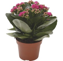 Kalanchoe Pflanze im Topf