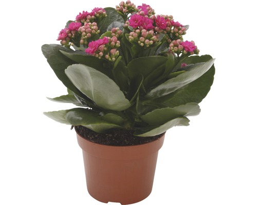 Kalanchoe Pflanze im Topf