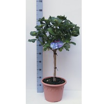 Hydrangea im Topf, circa 110 Zentimeter hoch