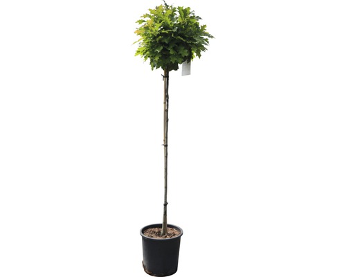 Kugelbaum in einem Topf