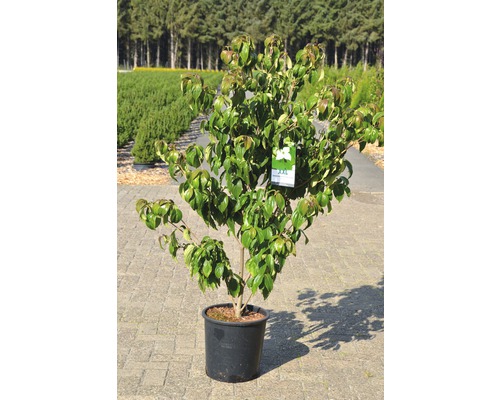 Blühender Blumenhartriegel im Topf für den Garten