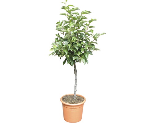 Apfelbaum im Topf