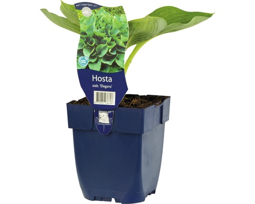 Funkie Herzlilie FloraSelf Hosta sieboldiana 'Elegans' H 5-70 cm Co 0,5 L