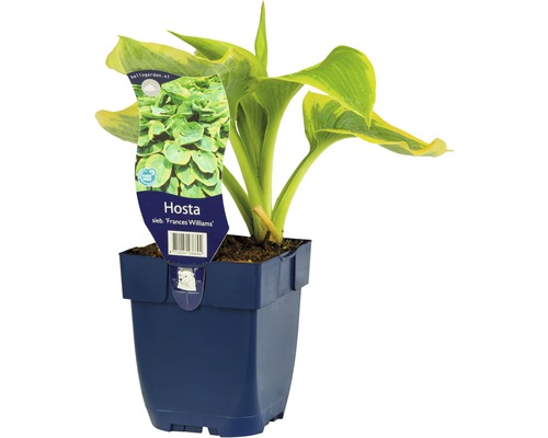 Blaue Gelbrand-Funkie FloraSelf Hosta sieboldiana 'Frances Williams' H 5-60 cm Co 0,5 L