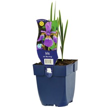 Iris Blue King im Topf