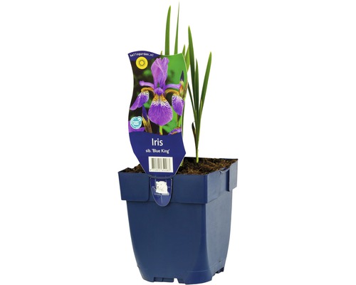 Iris Blue King im Topf