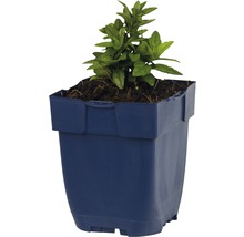 Pflanze in blauem Kunststofftopf