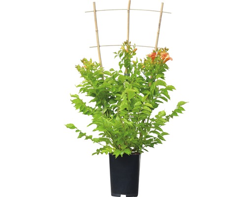 Trompetenblume im Topf mit Rankhilfe