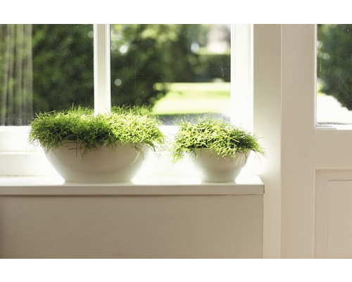 Zwei Zimmerpflanzen in weißen Töpfen auf einer Fensterbank