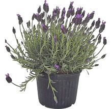 Lavendel im Topf