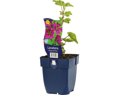 Bechermalve FloraSelf Lavatera olbia 'Burgundy Wine' H 5-125 cm Co 0,5 L
