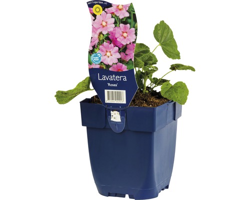Lavatera Rosea im Topf