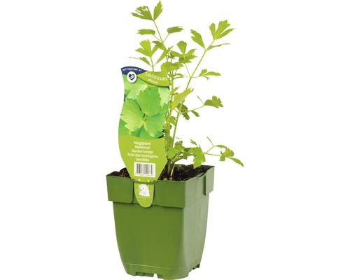 Maggikraut Pflanze im Topf