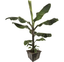 Bananenpflanze im Topf