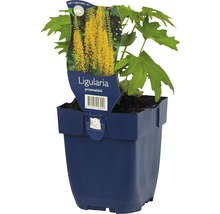 Ligularia przewalskii Pflanze im Topf