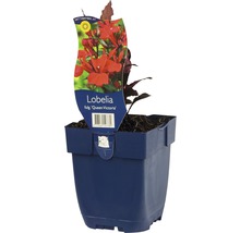 Lobelia ''Queen Victoria'' Pflanze im Topf