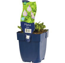 Mazus reptans in einem Topf