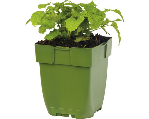 Zitronenmelisse Pflanze im Topf