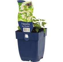 Nepeta faassenii Snowflake Pflanze in einem Topf