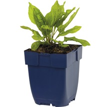 Aquarienpflanze im blauen Pflanztopf