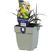 Schwarzer Schlangenbart Ophiopogon in einem Topf