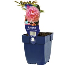 Pfingstrose ''Sarah Bernhardt'' im Topf