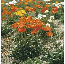 Orientalischer Mohn FloraSelf Papaver orientale H 5-20 cm Co 0,5 L