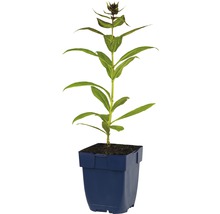 Enzian im Topf für den Garten