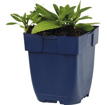Blumentopf mit grüner Pflanze