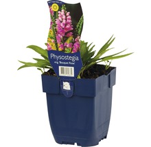 Physostegia Virg. ''Bouquet Rose'' in einem Topf