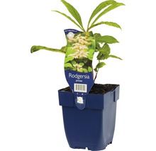 Rodgersia pinnata im Topf
