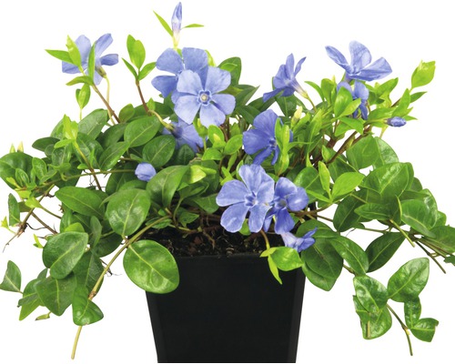 Immergrünpflanze mit blauen Blüten im Topf