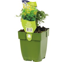 Weinraute, Gartenraute FloraSelf Ruta graveolens H 5-15 cm Co 0,5 L