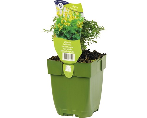 Weinraute, Gartenraute FloraSelf Ruta graveolens H 5-15 cm Co 0,5 L