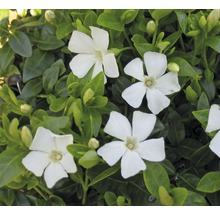 Immergrün mit weißen Blüten und grünen Blättern