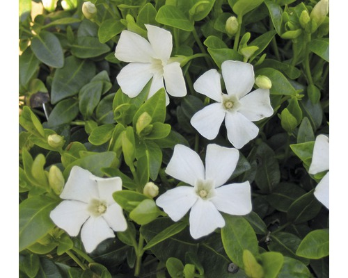 Immergrün mit weißen Blüten und grünen Blättern