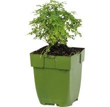 Weinraute, Gartenraute FloraSelf Ruta graveolens H 5-15 cm Co 0,5 L