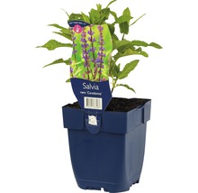 Hainsalbei, Ziersalbei FloraSelf Salvia nemorosa 'Cardonna' H 5-20 cm Co 0,5 L