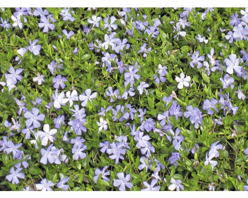 Immergrün mit violetten Blüten und grünen Blättern als Bodendecker